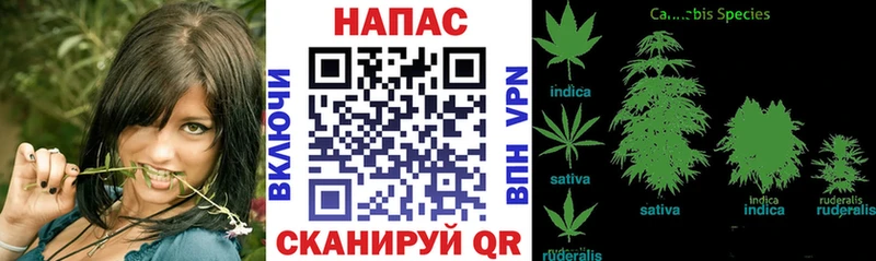Шишки марихуана OG Kush Долинск